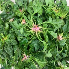 [당일발송]남해 보물초 시금치 섬초, 1kg, 1개, 보물초 시금치 1kg