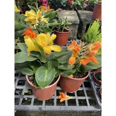 霏霏園藝美人蕉掛花 紅黃雙色可選 5-6吋盆栽特價 點綴您的居家空間