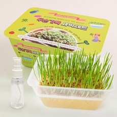 SKFARM 두손가득 새싹 키우기 세트 밀싹 씨앗 캣글라스 분무기 포함, 2세트