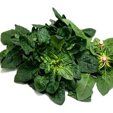 비금도 섬초 시금치 노지시금치 1kg 특상 재래종아님, 1개