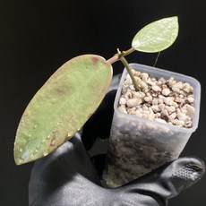 호야 실버 달러 달라 동일품배송