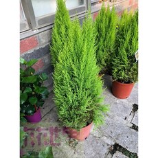 花花世界 特殊造型圍籬 香冠柏 香氣特殊/8吋盆/高50cm