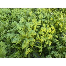 텃밭사장이 수확하는 쑥갓, 1박스, 2kg