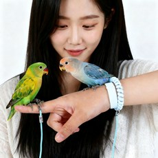 앵무새 발목링 발목줄 리드줄 하네스 전용 훈련 도구 야외용, 6호 5.5 mm, 파란색