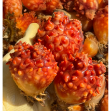 봄 제철 멍게 통영멍게, 1개, 안깐) 통영 활멍게2kg