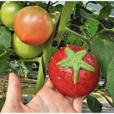 춘천에서 가장 사랑받는 빵집 파머스가든 토마토 베이글 빵 [원산지:상세설명에 표시], 1개, 180g