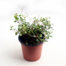 이삭 공기정화식물 트리안- 뮤렌베키아 기르기 좋은, 1개