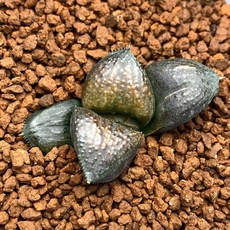 抹 茶 Matcha B809-21，日式抹茶碗，陶瓷茶碗，茶道配件, 1個, 玄銅金