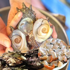 자연산 완도 청산도 뿔소라 뿔소라회 삐뚤이 소라 활소라, 1개, 1kg