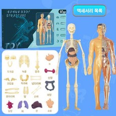 인체구조골격모형 생체장기내장해부 3d메디컬탈부착 야광 인체기관 해부키트 해부 인체 모형, B. 반투명 바디 구조 모델