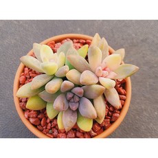 다육식물 발디 토분에 심은 다육이 분갈이 필요없는 다육화분 홈가드닝 카페 사무실 소품 장식품 공기정화식물 화분째 배송합니다. 로뎀다육