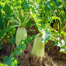 [산지직송_청정 제주도] 국내서 가장 맛있는 제주도 월동무 2kg~10kg내외, 제주도 월동무 3kg 내외, 1개, 3kg 내외