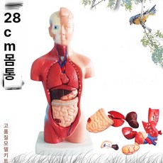 인체 해부도 장기 과학 모형 교구 심장 혈관 내장, 28cm 분리형 15부위, 1개, 기본 색상