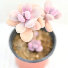 핑크 아메치스 다육이 부드러운 색감과 독특한 형태 실내 장식용, 1개, 청색