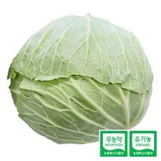 [울팜] 아삭 달달 국내산 친환경 양배추 무농약 유기농 제주 무안 밀양, 1kg, 1박스