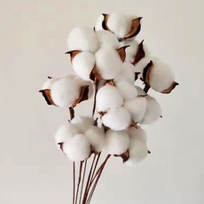 더라임코리아 목화꽃 10송이 프리미엄 프리저브드 플라워, 화이트