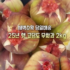 [산지직송] 25년 국내산 새벽수확 당일배송 무농약 유기농 고당도 해남.영암 햇 무화과 가정용 선물용 제철과일, 1박스, 새벽수확 무농약 고당도 해남.영암 무화과 2kg