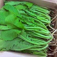 스마일프레쉬 열무김치 쌈 열무, 1박스, 열무 4kg 내외