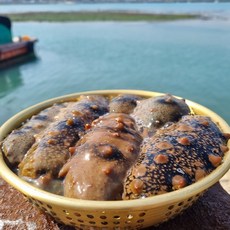 통영 자연산 해삼 산지직송 당일조업 신선한 해삼, 3개, 자연산 해삼 300g