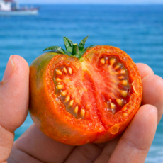 [2026 햇 산지직송] 대저 짭짤이 토마토 | 해풍농축 진한맛, 1개, 1.5kg (실속과)