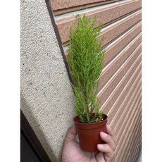 香冠柏防蚊樹3吋盆 5吋盆 「香松」2025/9月實物拍攝 香冠柏/薰香植物/半日照/窗台森林芬多精「香松」