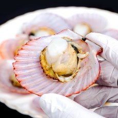 통영 홍가리비[산지직송], 3kg, 1개