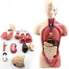 올유원 해부학 탈착식 인체 몸통 모형 해부학 심장 뇌 골격 의료 내부 장기 교육 보조 장치 28cm