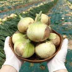 국내산 무안 햇양파 단단한 양파 특등급, 1박스, 5kg 대