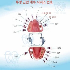 치과 시뮬레이션 헤드 모델 치석제거 셀프 치아 교육, 투명 46 1개, 1개, 1L