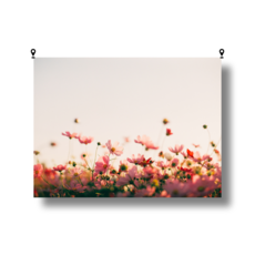 홈데코해룸 대형 패브릭 포스터, 분홍코스모스