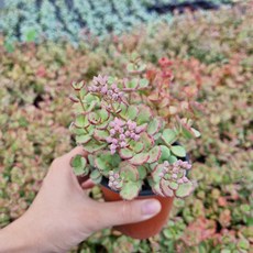 봉오리가득 자엽꿩의비름, 1개