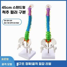 척추 모형 골반 대퇴골 미골 정골요법용 보건 디스크, A. 45cm 수직 색상 요추