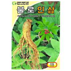 그린하트바이오 불로인삼 씨앗 인삼 종자 산삼 재배 재배 약용 작물 씨앗 텃밭 종자 20립 그린하트, 1개