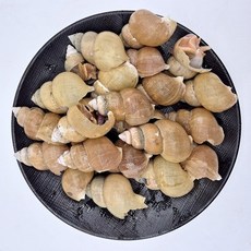 기타 국내산 활골뱅이 800g x 1팩