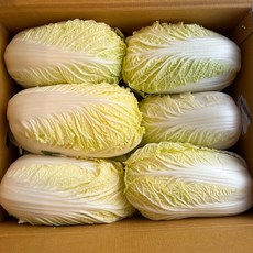알배기 배추 알배추 쌈배추 6통 당일경매 [원산지:국산], 6개, 4kg