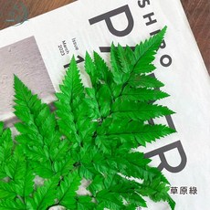 大好屋 不凋高山羊齒 10片裝 永生花葉材, 羊齒【草原綠】大束