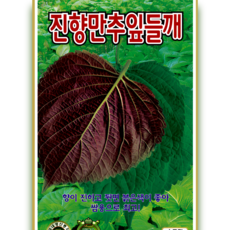 진향만추잎들깨 향이 진한 쌈용 잎들깨 씨앗 15g ks, 1개