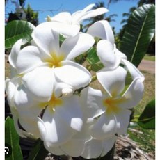 霏霏園藝 香水雞蛋花 1-5吋盆