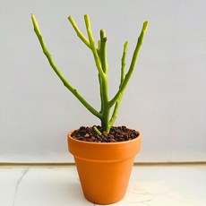 지래프 다육식물 선인장 농장직송 산아래 다육이 생명력최고 키우기쉬운 공기정화 전자파차단, 1개, 럭셔리