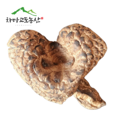 [차마고도농산]자연산 햇 능이버섯 B급 건조능이버섯, 1개, 100g