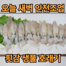 [한정특가] 호래기 횟감 생물 특품, 1개, 1kg