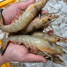 [산지직송] 국내산 자연산 대하 왕대하 암대하 급냉, 1개, 1kg