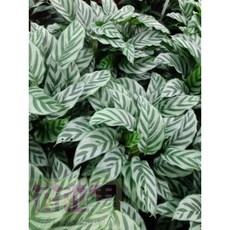 花花世界 觀葉植物 翠玉竹芋 - 翠葉竹芋6吋20-30cm, 1個