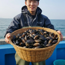 [당일채취] 청정 남해안 산지직송 손질 세척 생물 다듬이 홍합, 1박스, 3kg