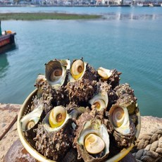 청정해역 통영 해녀가 채취한 뿔소라, 1개, 1kg