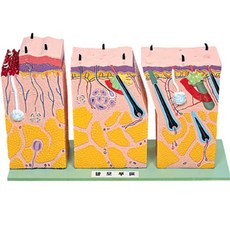 졍교한 빅사이즈 피부단면 3단 모형 피부층 생물실 의사 내구성