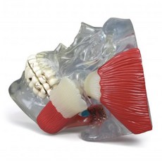-GPI Anatomicals 인체모형 턱관절(TMJ) 두개골모형 G288, 1개