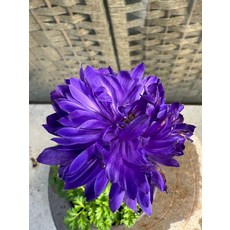 아네모네 무선 흡진기, 1개