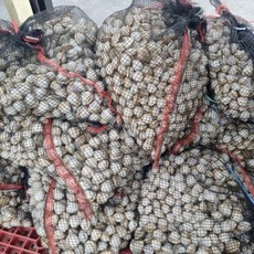 국내산 생물 동죽 1+1 총 2kg 칼국수 2팩 서비스