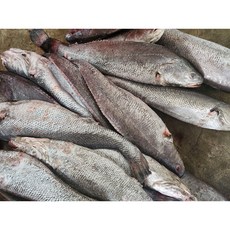 완도 자연산 반건조 민어 특대 (손질후 50cm이상 1kg전후) 명절선물 원기회복 보양식, 1개